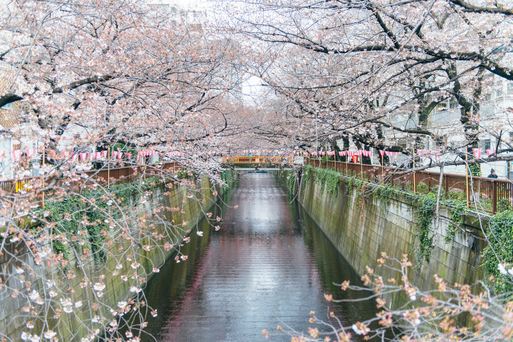 Nakameguro Home to one of our 3 tokyobike shops in Tokyo, Nakameguro is popular for its unique boutique cafes and stores. It becomes incredibly vibrant and active along the Meguro River during the Cherry Blossoms festival, which we were lucky to experience.